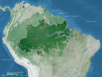 Above ground biomass in the Amazon basin