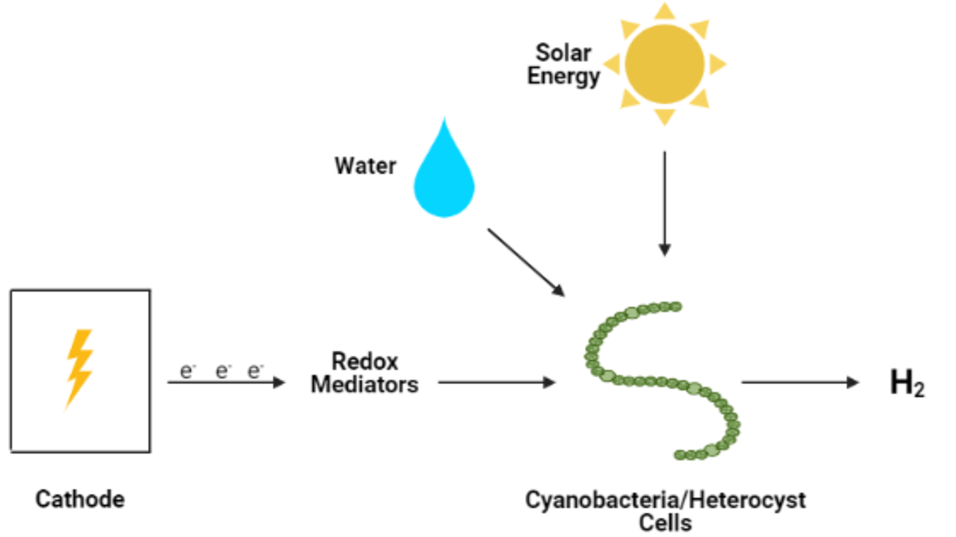 Cyanobacteria for hydrogen production