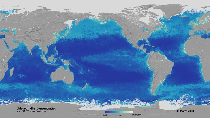 Global chlorophyll concentration