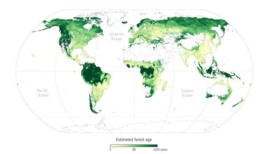 Age of forests