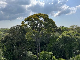 Brazilian tropical forest