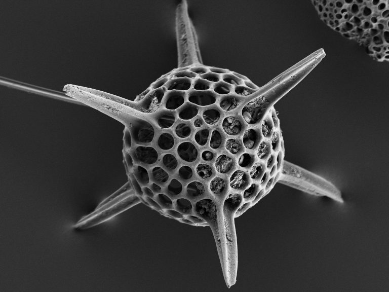 Fig. 1: Radiolarian observed with an electron microscope. Photo by ZEISS Microscopy.