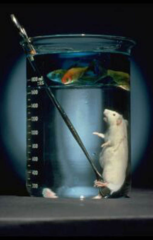 Experiments on animals (rats, monkeys and dogs) have been performed successfully.
