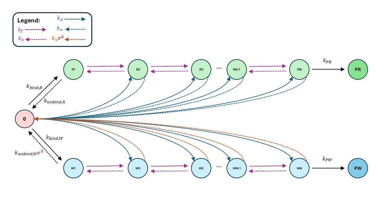 N-steps kinetic proofreading network, with wrong and right chains biforcating from the initial state, and rates of leaving and entering the states.