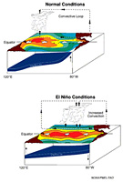 Normal and El Niño situations in Pacific Ocean