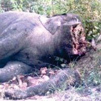 Elephant killed by angry villagers