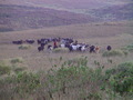 Cattle returning to the boma after a day in the crater
