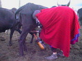 Maasai woman milking a cow