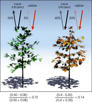 NDVI principles