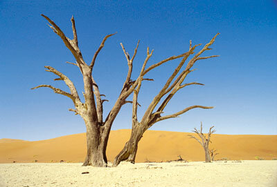 Is human activity turning fertile land to desert?