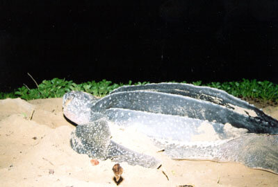 Giant turtle in French Guiana