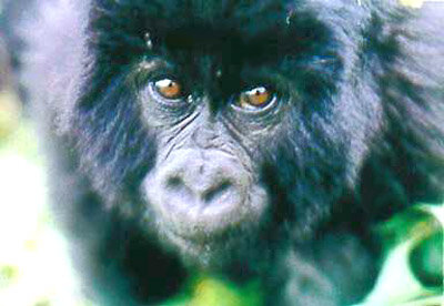 Um gorila bebé