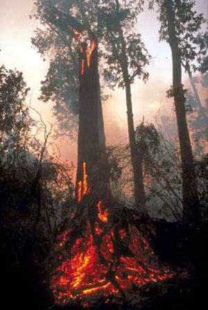 Forest fire in Borneo