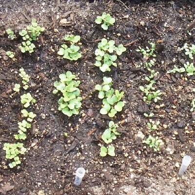 Plants growing in the greenhouse