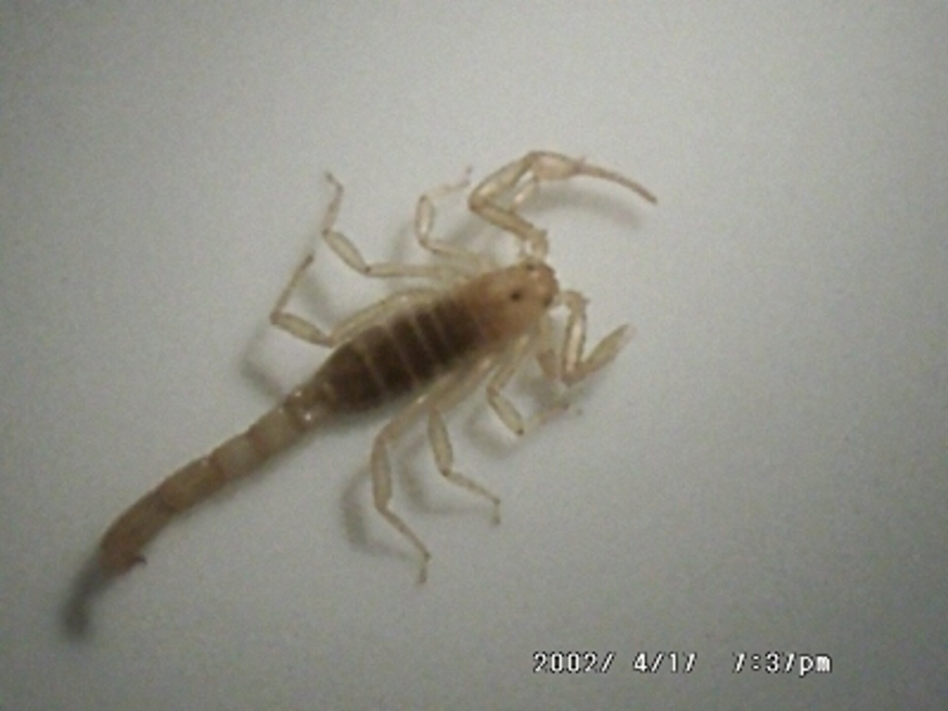 The venomous Centruroides Exilicauda scorpion found by biologist Nancy Wood