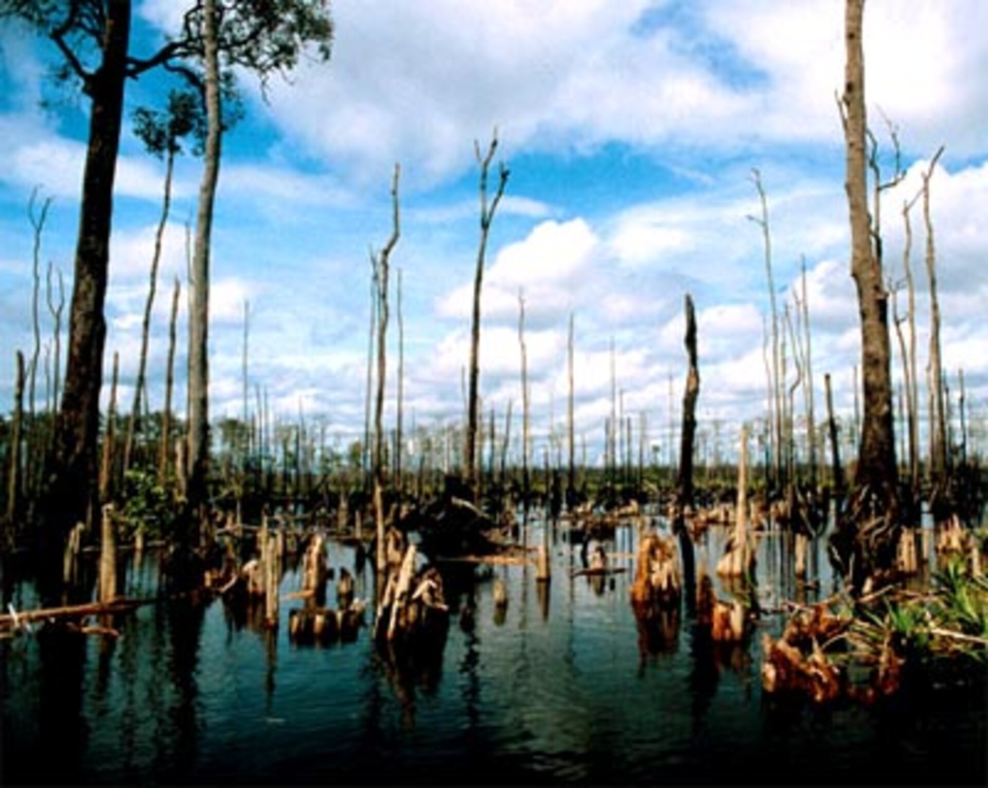 Aftermath of a peatland fire in Indonesia