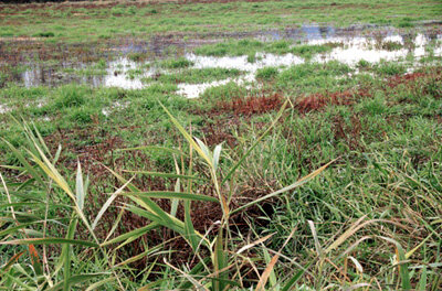 Wetlands are an important ecological resource under threat