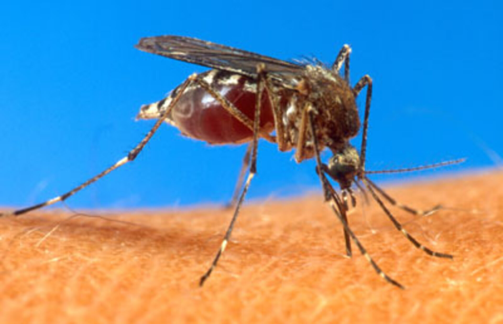 An aedes aegypti mosquito is shown on human skin.