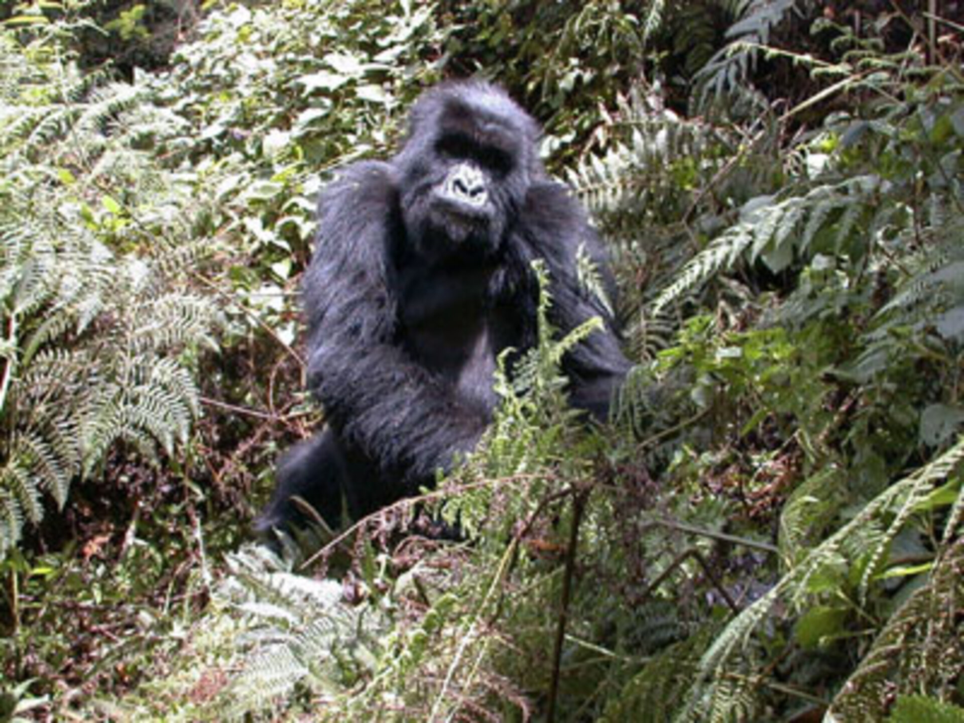 Apes – including these mountain gorillas – also fall victim to Ebola