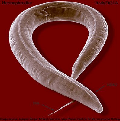 <i>Caenorhabditis elegans</i>, un organisme de référence pour la biologie spatiale.