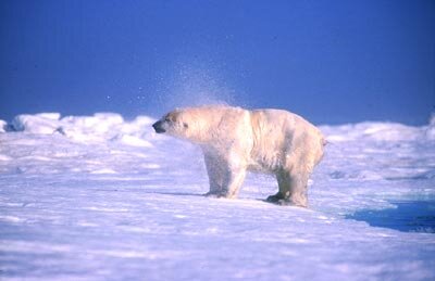 Polar bear on ice