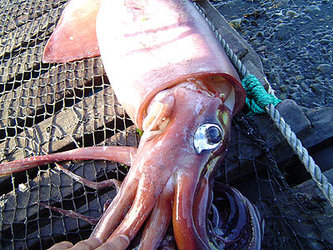 Deep sea visitor to Chile's coastline