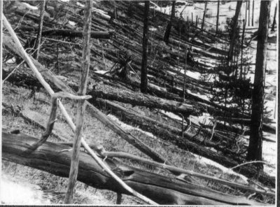 Felled trees at Tunguska