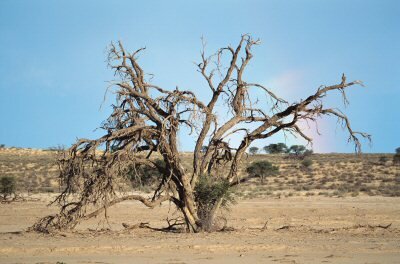 Tierra seca