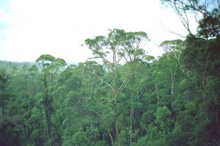 Indonesian tropical forest