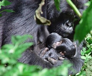 New-born mountain gorilla twins