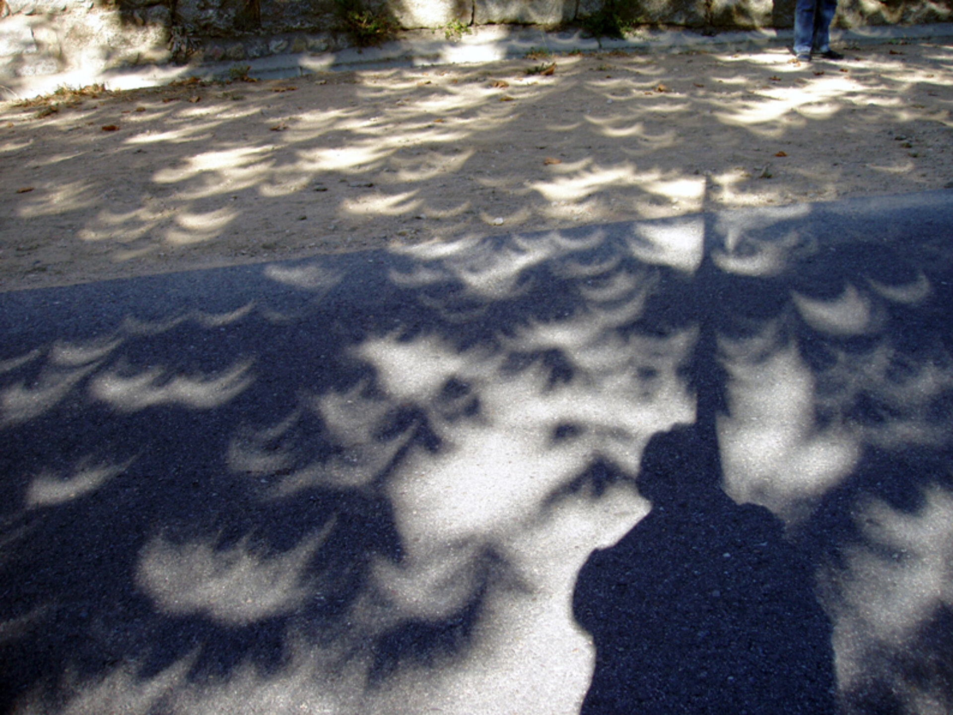 Efecto de la sobra con la forma del eclipse a través de los árboles