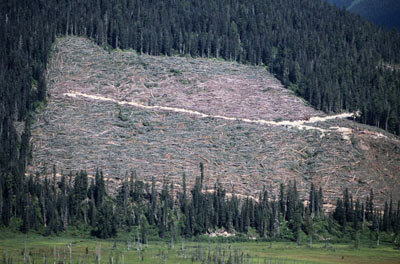 Deforestation is being charted