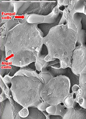 Electron microscopic image of lichen following post-flight analysis. The cells are complete and not broken
