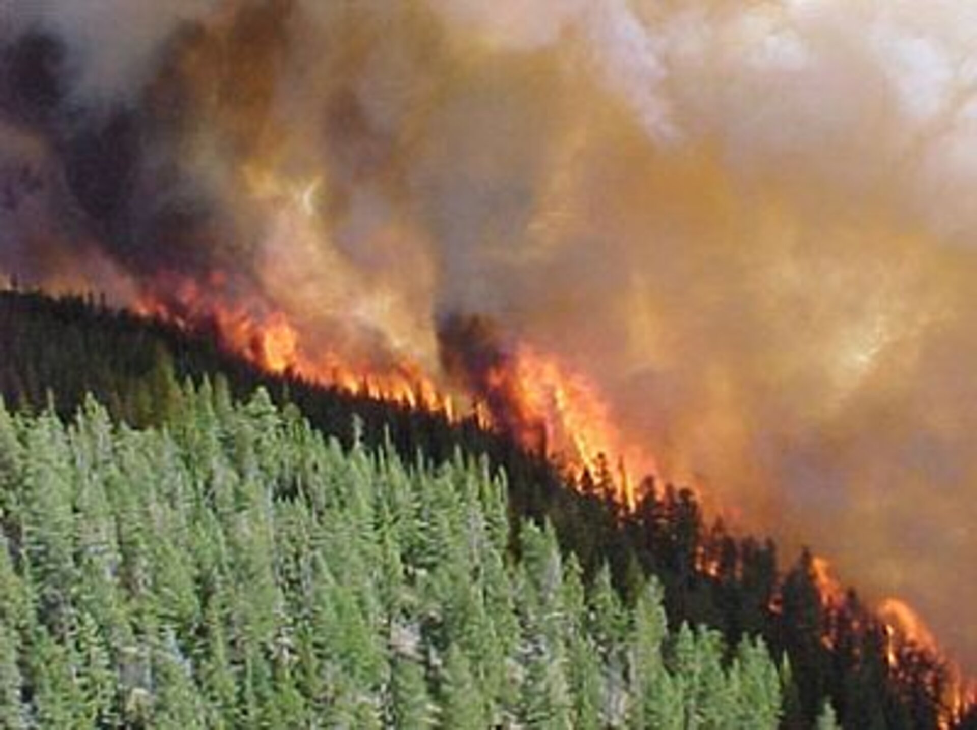 Forest fires pump large amounts of carbon into the atmosphere