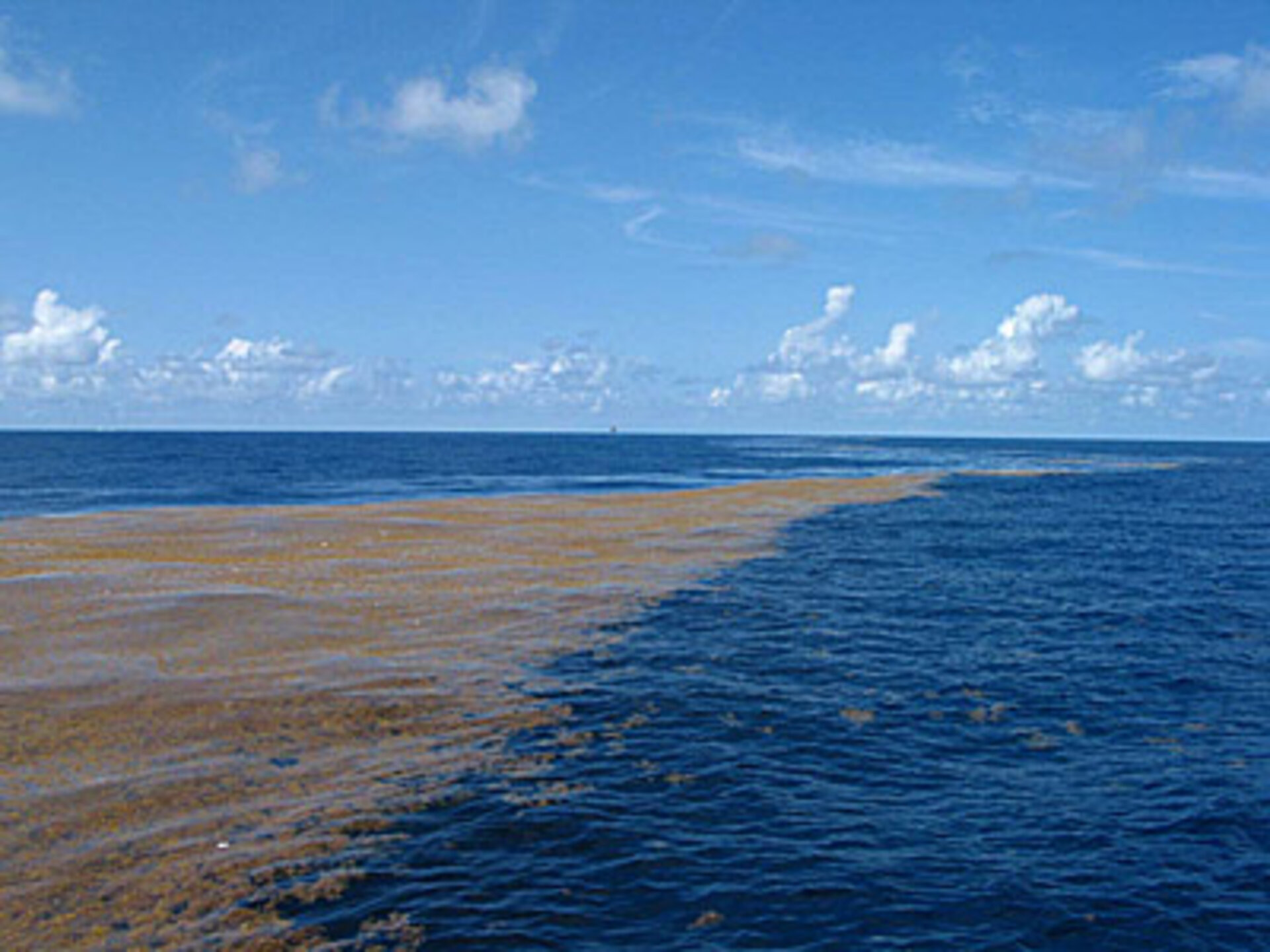 ESA Envisat captures first image of Sargassum from space