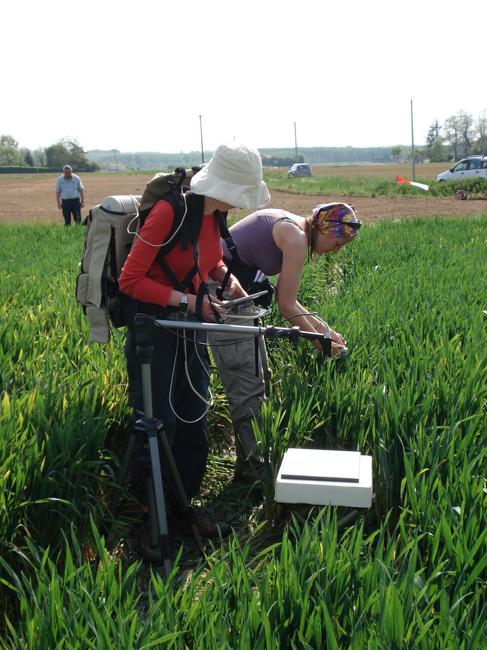 Taking hyperspectral measurements in a field of wheat