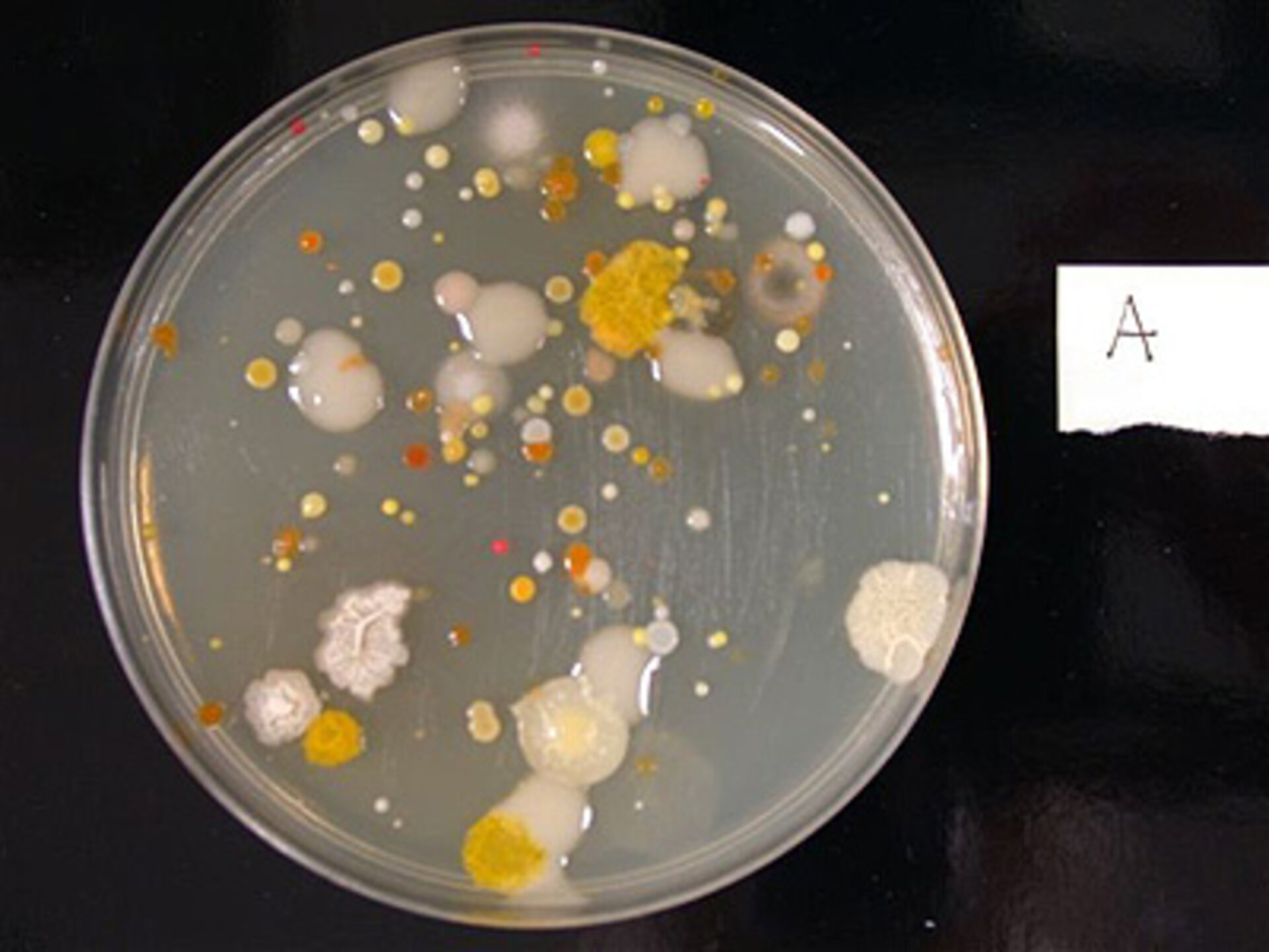 Floor swab sample