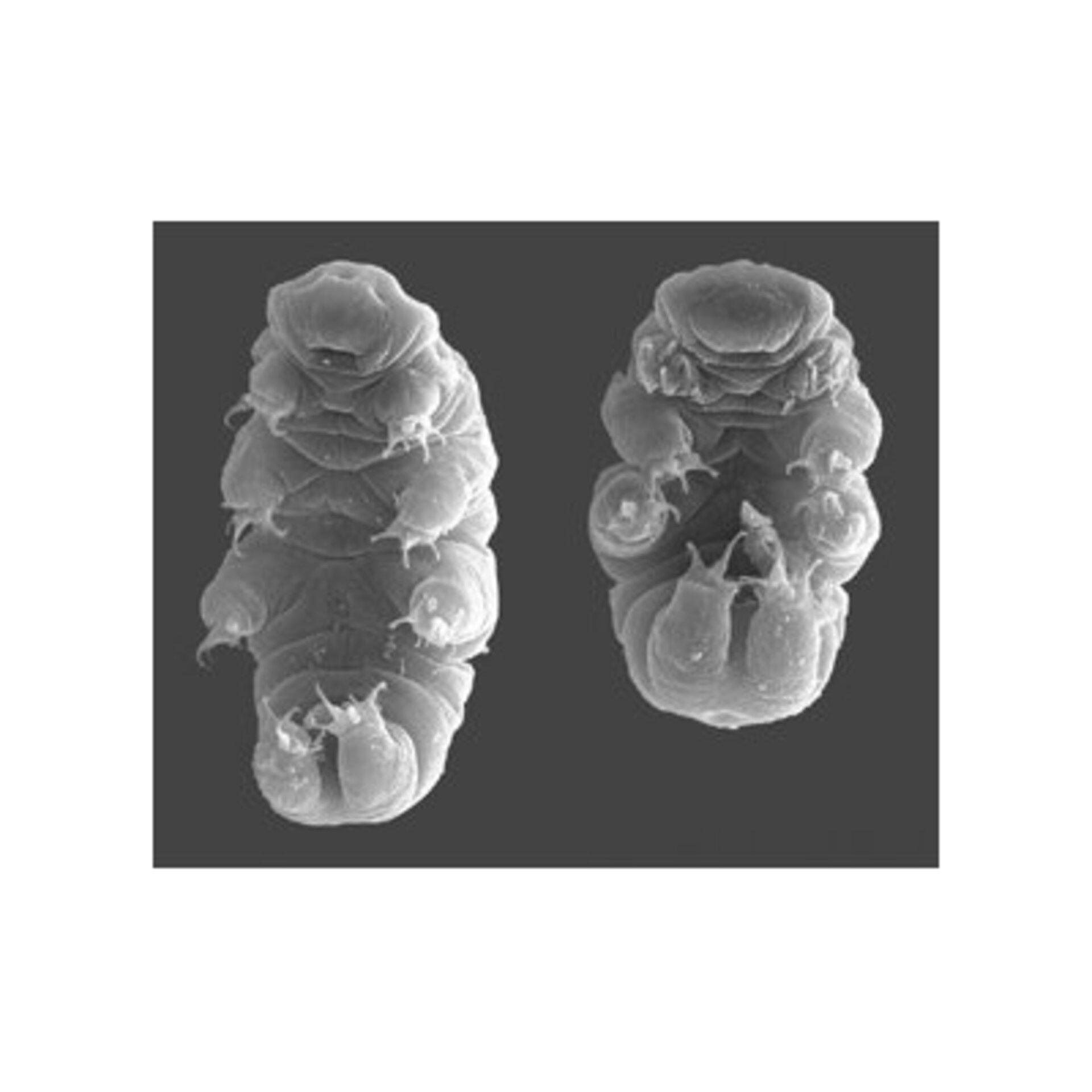 Microscopic water bears, also known as tardigrades