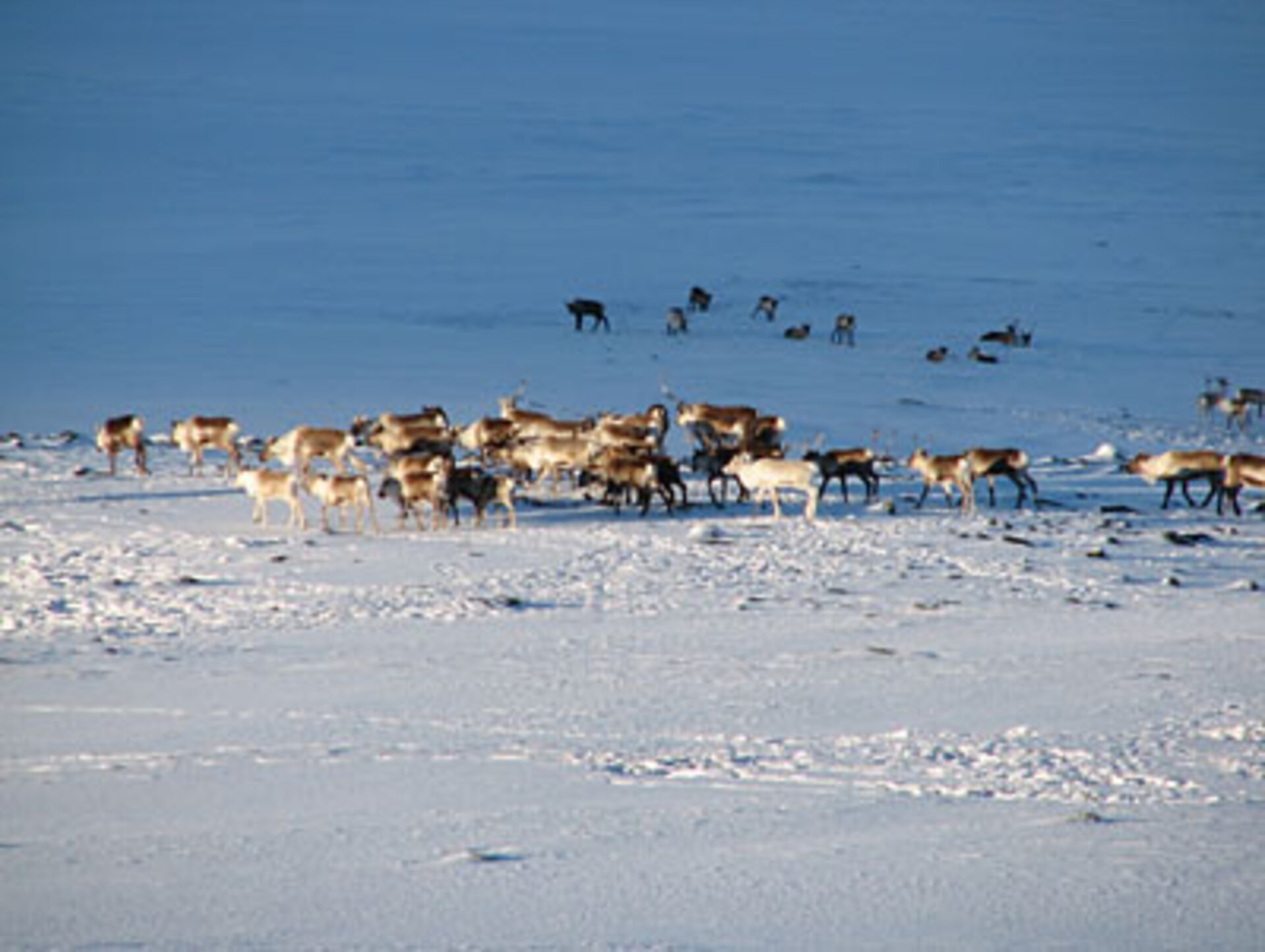 A reindeer herd in Sweden