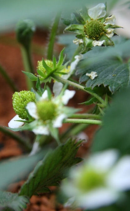 Strawberries growing in the Mars500 greenhouse
