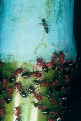 Ants and plant symbiosis