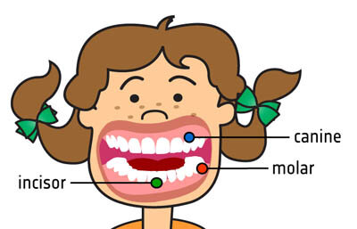 Denti: snijtanden - hoektanden - voorkiezen en kiezen genoemd