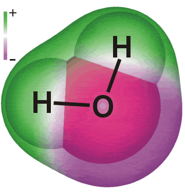 Water is a dipolar molecule