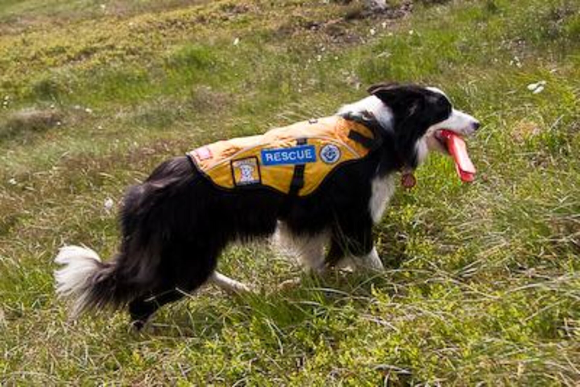 Search and rescue dog