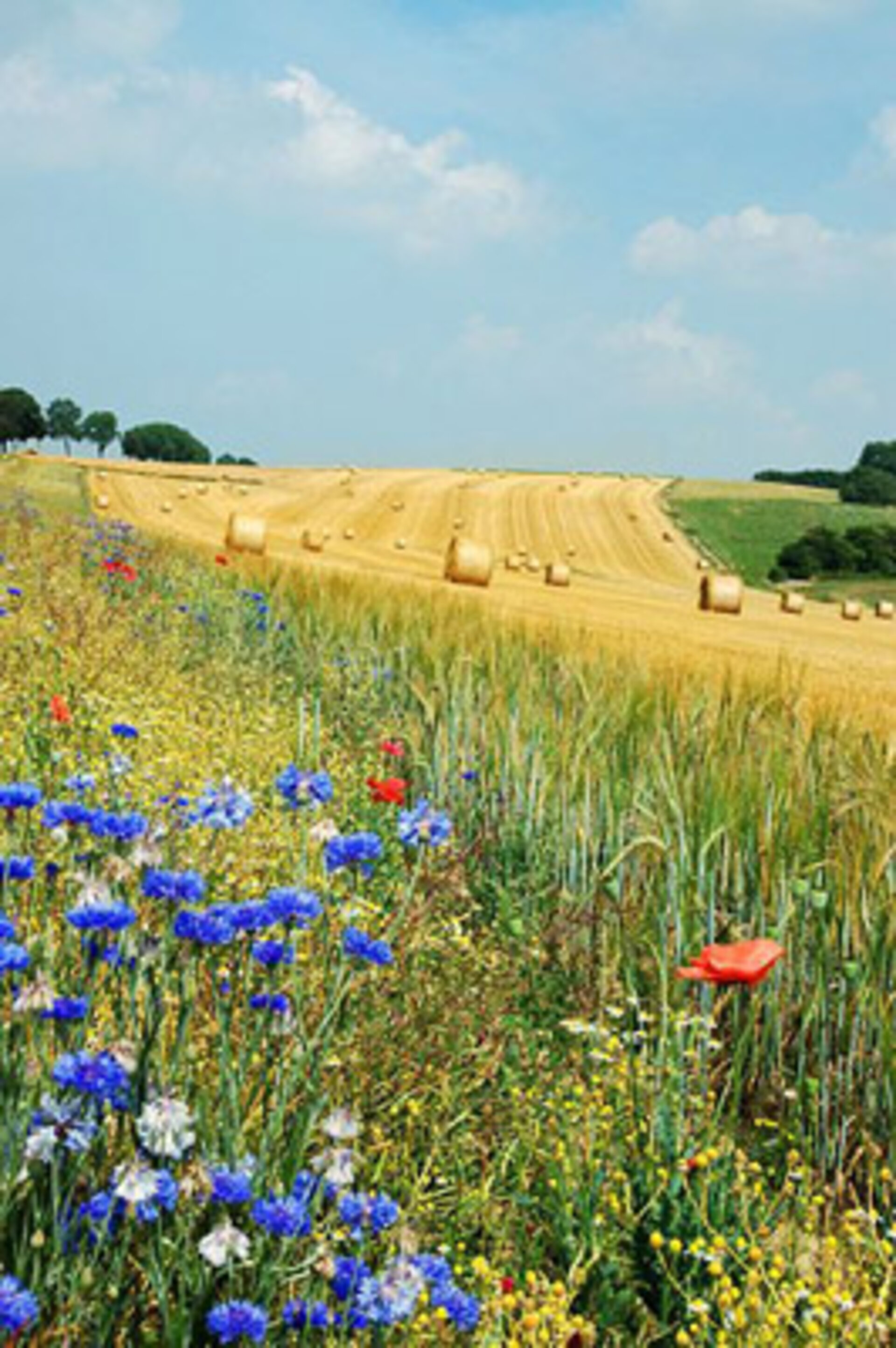 Agricultural fields