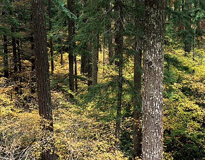 Caption: Skog og biomasse