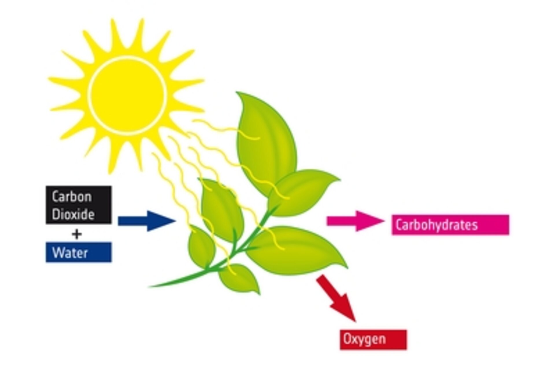 Photosynthesis