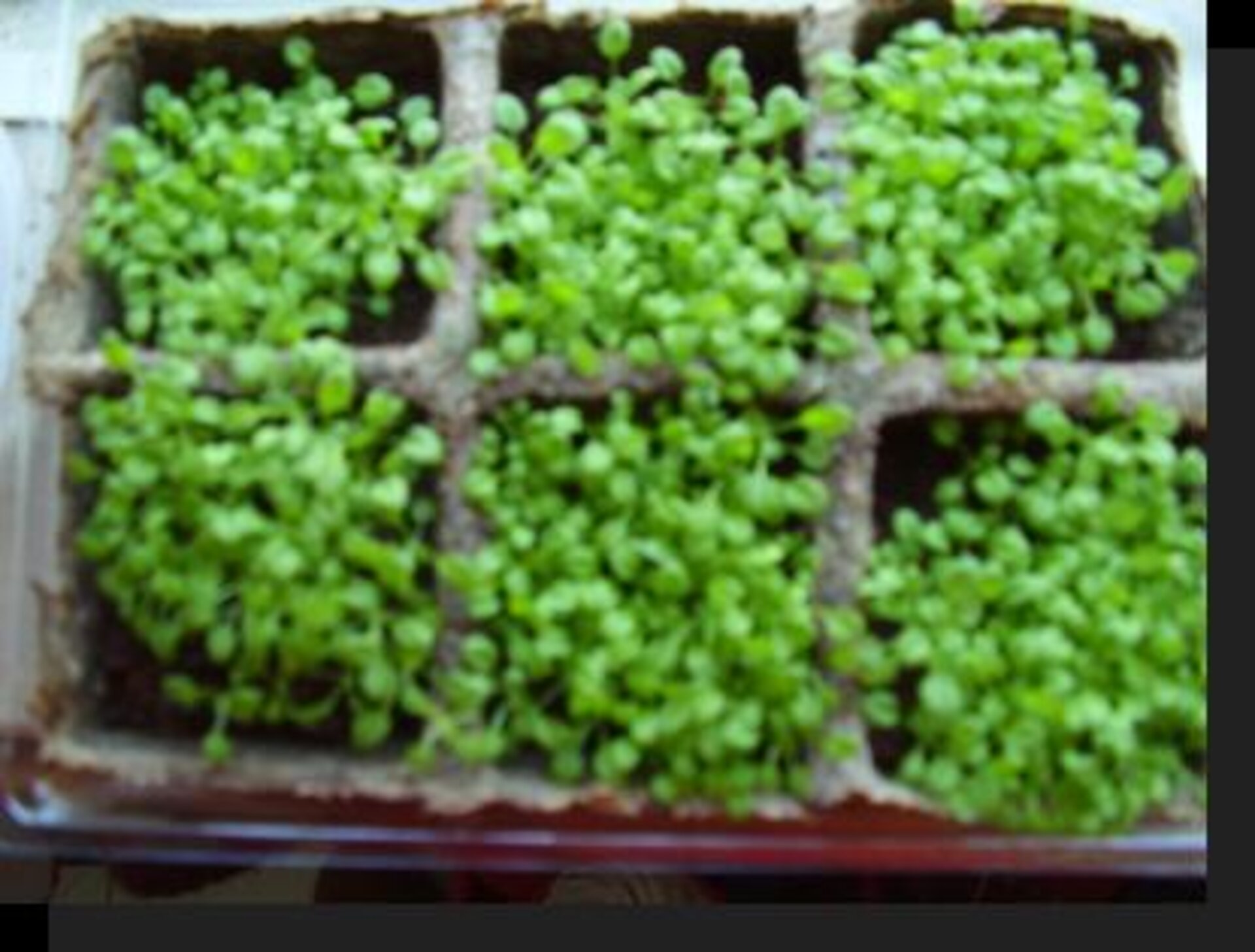 Testing Arabidopsis in different soils