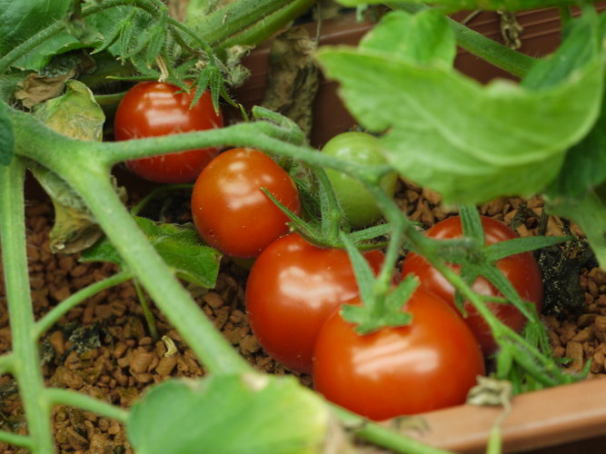 Tomatoes in the Mars500 greenhouse