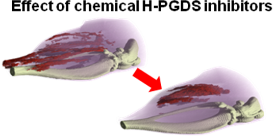 Figure 6.  Treatment for Muscular Dystrophy